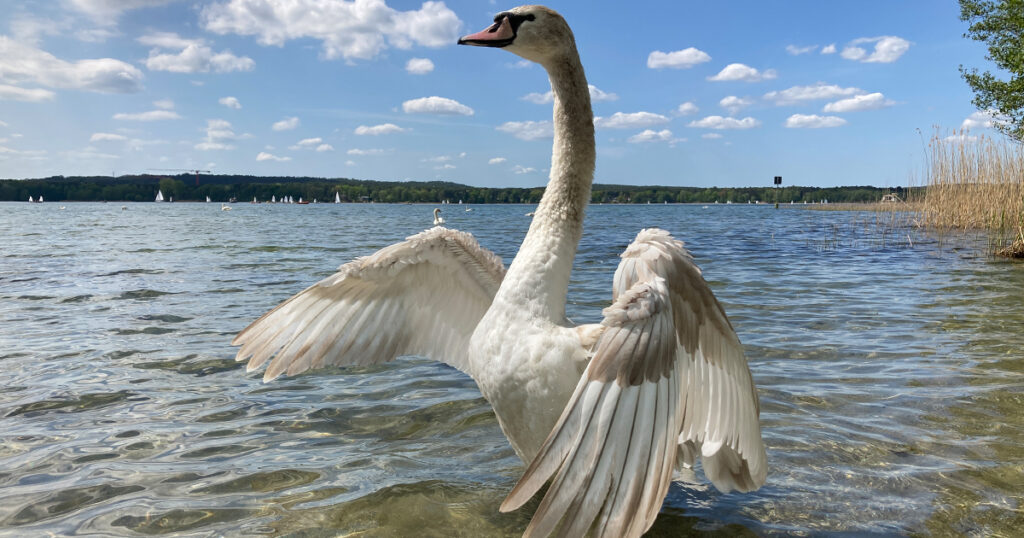 Badesaison in Oder-Spree startet mit Spitzenwerten