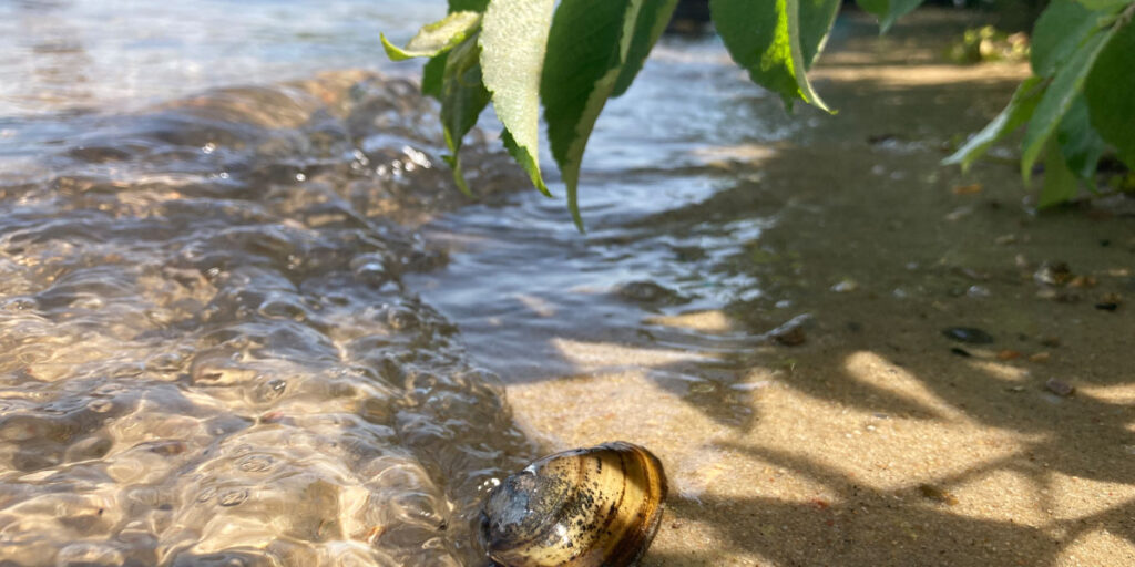 Wasserqualität am Scharmützelsee bleibt hervorragend